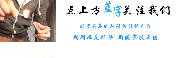 动物拍片腹部怎么摆如何为犬猫拍摄一张摆位完美的X线片_https://www.jmylbn.com_新闻资讯_第1张