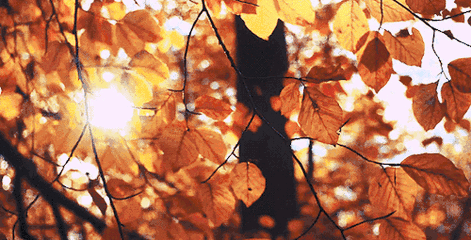 立秋撞上三伏天，试试隔姜灸|养生知识-南阳宛艾产业协会