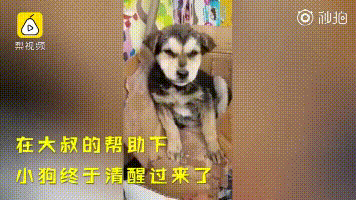 殘忍！網曝寵物店內監控：40秒淹死了一條狗狗，主人還在一旁拍視頻！ 寵物 第17張