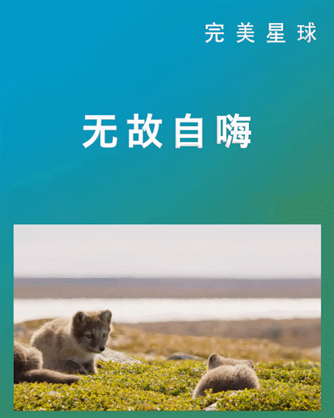 bbc震撼巨制《完美星球》来袭!