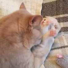 貓媽給小奶貓洗澡，小奶貓很不情願 寵物 第3張