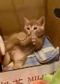 小橘貓想吃自己的腳腳，從小就這麼胖這麼貪吃 寵物 第3張