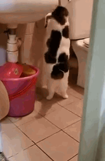 鏟屎官半夜上廁所，發現有隻胖貓竟然在廁所裡 寵物 第3張