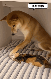 猫咪抢了狗狗的床，竟被狗狗赶跑了