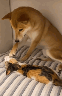 猫咪抢了狗狗的床，竟被狗狗赶跑了