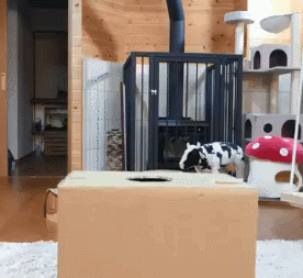 網紅貓想從箱子裡出來，結果發現自己太胖了 寵物 第2張