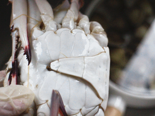 记得把蟹脐翻开洗洗