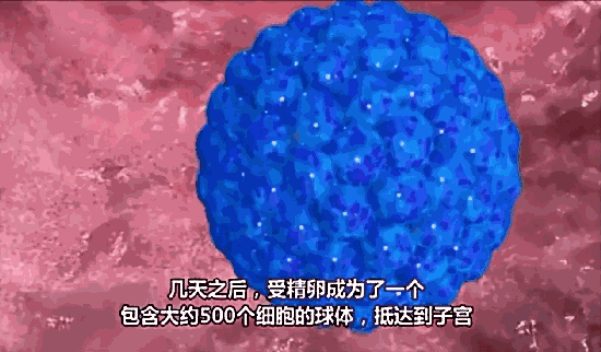 试管百科：难过“高考”，逼哭选择恐惧症的试管养囊！