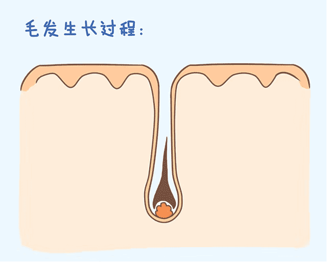 米諾地爾使用指南：用藥前必看！