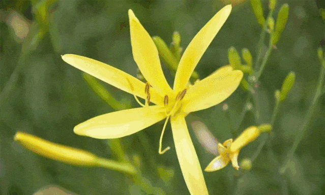 当季热门蔬菜来袭！食用需谨慎：新鲜背后隐藏的中毒风险