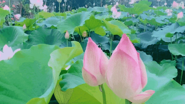 南宁这里荷花初绽,速来赴约