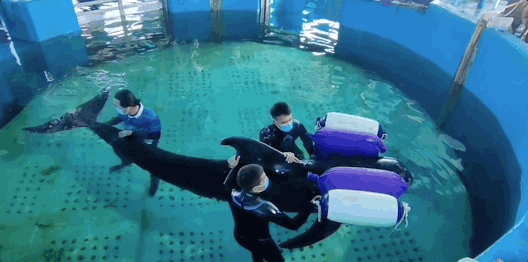 △纪录片《南海寻鲸记》