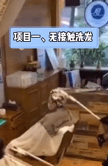 悉尼“封城”第一天：武汉人看完笑了，这也算封？实际没你想的绝望，这才是悉尼真实现况！ - 22