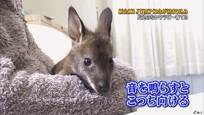 有那麼一群人 只為守護萌寵的笑顏 Cityzine 微文庫