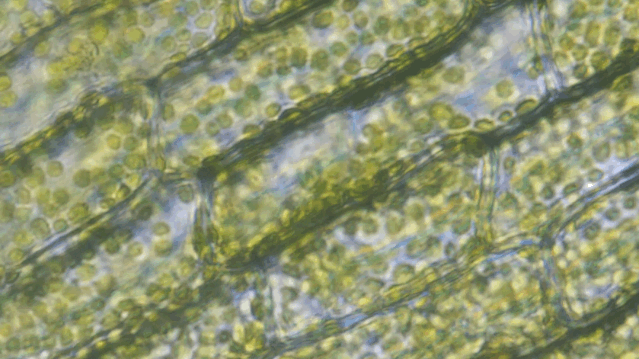 反应》 显微摄影可以呈现微观现象,如植物细胞的叶绿体和细胞质流动