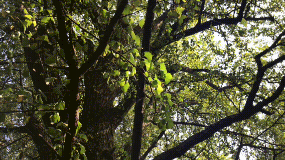 岳麓山|岳麓山的枫叶红了吗？我今天去了一趟…