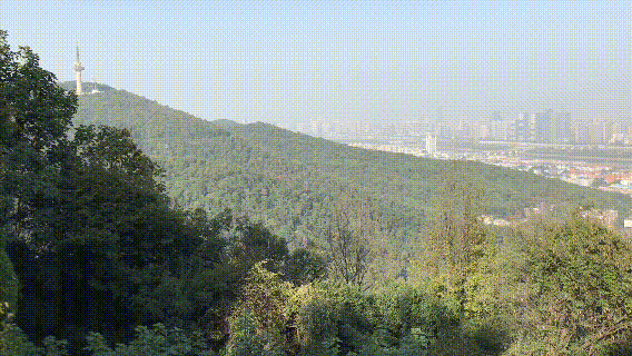 岳麓山|岳麓山的枫叶红了吗？我今天去了一趟…