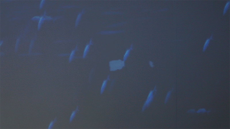 藍(lán)色海洋，凈塑自然沉浸式藝術(shù)展(圖17)