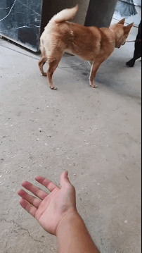找田园犬握手 它的反应是这样的 四只都可握 全网搜