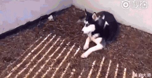 主人发现哈士奇很喜欢蹲在院子一角，直到有天在院里挖出了这个……