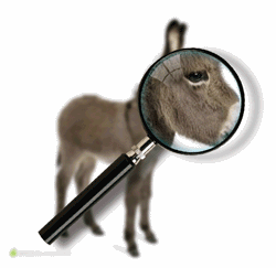 ps剪贴蒙版怎么用 【后期修图】使用剪贴蒙版制作放大镜效果