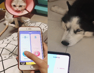 猫言狗语翻译器APP一款超神奇的猫狗语言翻译器，安装就有特权(图2)