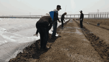 万亩海水稻春播育秧启动，海水稻迎来关键一年