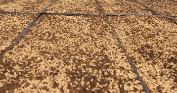 万亩海水稻春播育秧启动，海水稻迎来关键一年