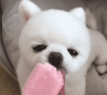 兩只絕世美顏汪，你想抱走哪只？ 寵物 第6張