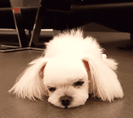 兩只絕世美顏汪，你想抱走哪只？ 寵物 第12張