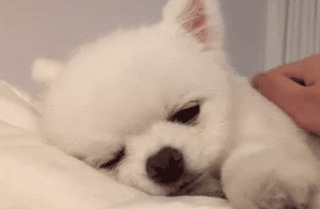 兩只絕世美顏汪，你想抱走哪只？ 寵物 第7張