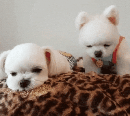 兩只絕世美顏汪，你想抱走哪只？ 寵物 第18張