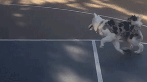 領養了一只又聾又瞎的狗狗，為了和它交流，她發明了一套手語 寵物 第14張