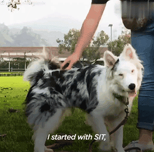領養了一只又聾又瞎的狗狗，為了和它交流，她發明了一套手語 寵物 第8張