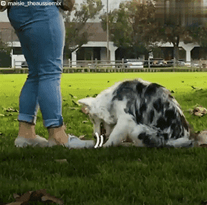 領養了一只又聾又瞎的狗狗，為了和它交流，她發明了一套手語 寵物 第9張