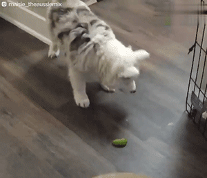 領養了一只又聾又瞎的狗狗，為了和它交流，她發明了一套手語 寵物 第5張