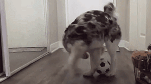 領養了一只又聾又瞎的狗狗，為了和它交流，她發明了一套手語 寵物 第13張