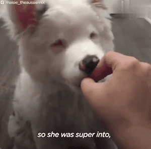 領養了一只又聾又瞎的狗狗，為了和它交流，她發明了一套手語 寵物 第7張