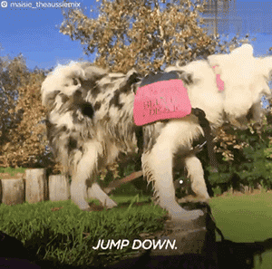 領養了一只又聾又瞎的狗狗，為了和它交流，她發明了一套手語 寵物 第11張