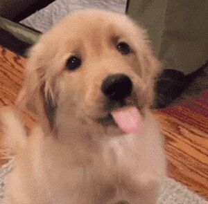 养了金毛之后……