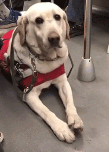 導盲犬珍妮退役，它最後一次乘坐地鐵卻依然不順利... 寵物 第20張