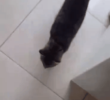 狗窩被貓占了，主人鼓動狗砸搶回來！於是它瑟瑟顫抖地走了過去… 寵物 第10張