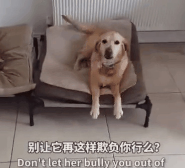 狗窩被貓占了，主人鼓動狗砸搶回來！於是它瑟瑟顫抖地走了過去… 寵物 第11張