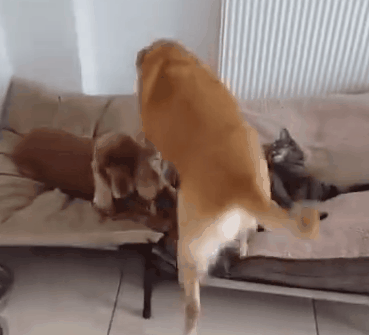 狗窩被貓占了，主人鼓動狗砸搶回來！於是它瑟瑟顫抖地走了過去… 寵物 第9張