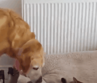 狗窩被貓占了，主人鼓動狗砸搶回來！於是它瑟瑟顫抖地走了過去… 寵物 第7張