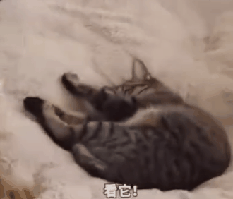 狗窩被貓占了，主人鼓動狗砸搶回來！於是它瑟瑟顫抖地走了過去… 寵物 第8張