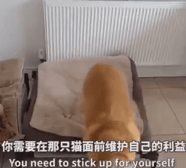 狗窩被貓占了，主人鼓動狗砸搶回來！於是它瑟瑟顫抖地走了過去… 寵物 第5張