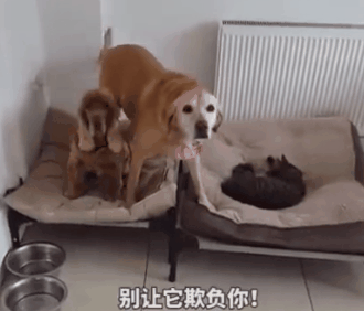 狗窩被貓占了，主人鼓動狗砸搶回來！於是它瑟瑟顫抖地走了過去… 寵物 第2張