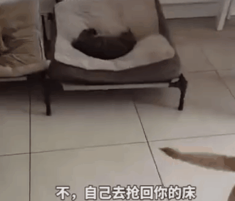 狗窩被貓占了，主人鼓動狗砸搶回來！於是它瑟瑟顫抖地走了過去… 寵物 第6張