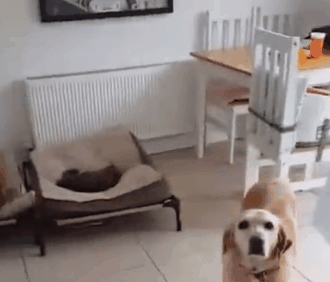 狗窩被貓占了，主人鼓動狗砸搶回來！於是它瑟瑟顫抖地走了過去… 寵物 第4張